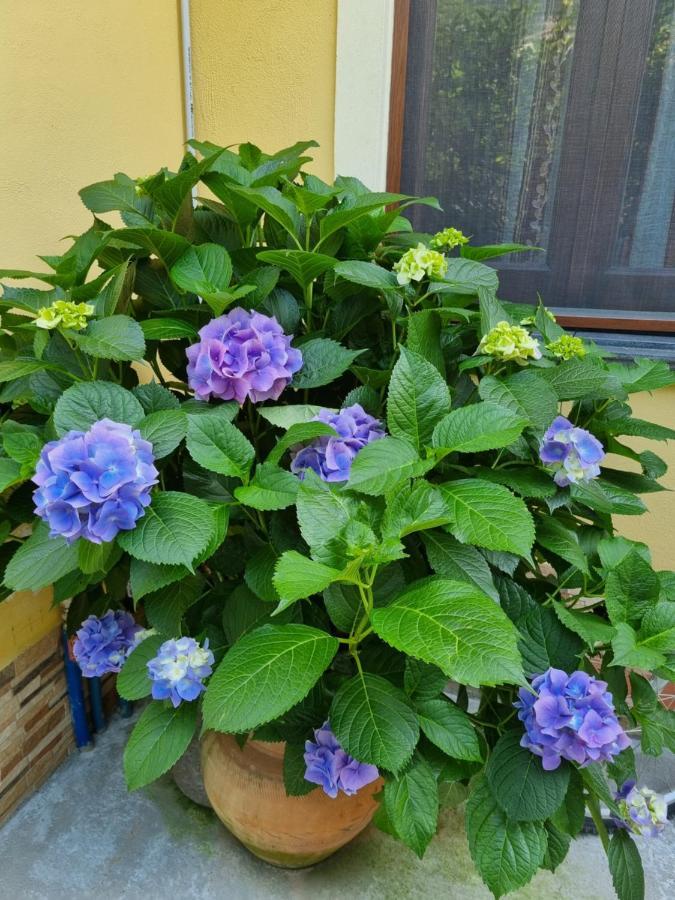 Il Ruscello Bed & Breakfast Maratea Exterior photo